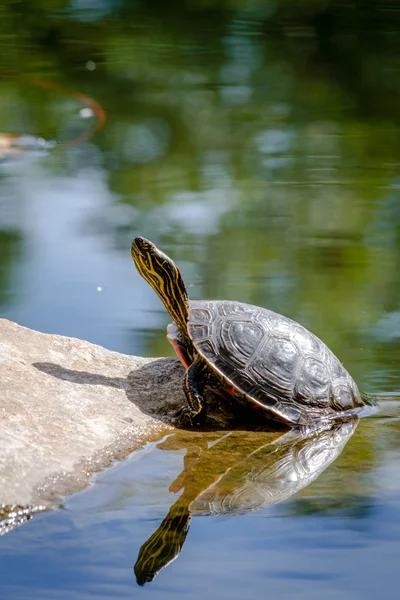 Западная расписная черепаха в пруду — стоковое фото