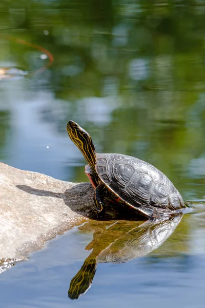 Tortuga pintada occidental en el estanque —  Fotos de Stock