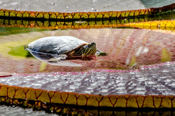 Westerse geschilderde schildpad in vijver — Stockfoto