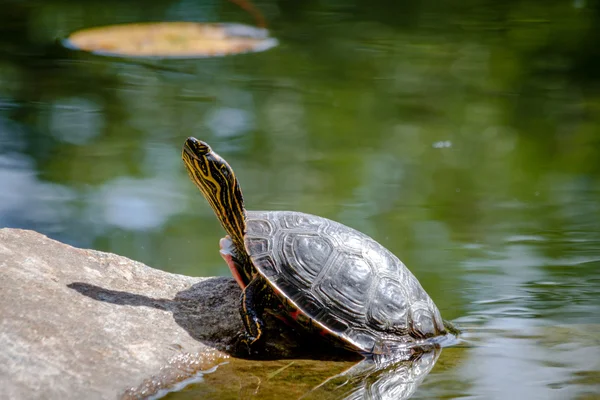 Westerse geschilderde schildpad in vijver — Stockfoto