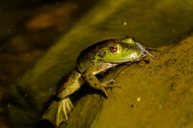 su Kuzey yeşil kurbağa
