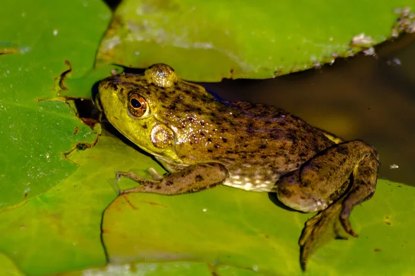 Nördlicher Grüner Frosch im Wasser — Stockfoto