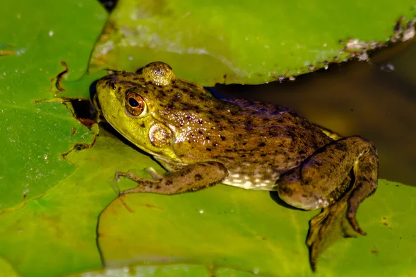 Nördlicher Grüner Frosch im Wasser — Stockfoto