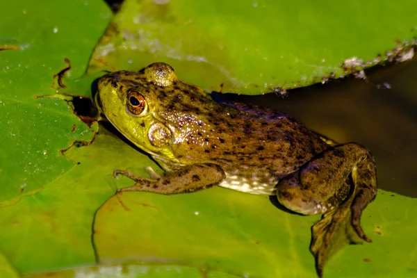 Noordelijke groene kikker in water — Stockfoto