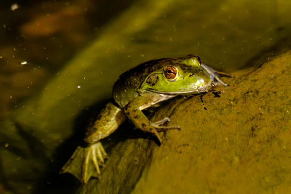 Su Kuzey yeşil kurbağa — Stok fotoğraf