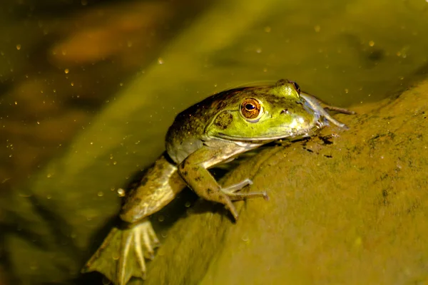 Rana verde settentrionale in acqua — Foto Stock