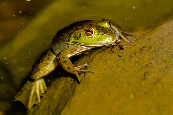 Северная зелёная лягушка в воде — стоковое фото