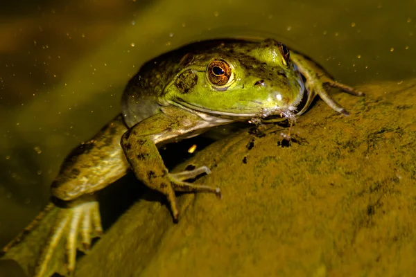 Nördlicher Grüner Frosch im Wasser — Stockfoto