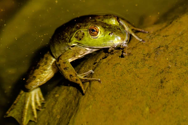 Severní zelená žába ve voděnorra gröna grodan i vatten — Stockfoto