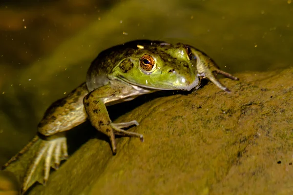 Severní zelená žába ve voděnorra gröna grodan i vatten — Stock fotografie