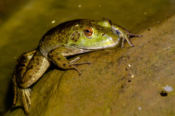 Noordelijke groene kikker in water — Zdjęcie stockowe