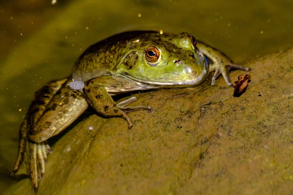 Nördlicher Grüner Frosch im Wasser — Stockfoto