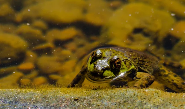 Nördlicher Grüner Frosch im Wasser — Stockfoto