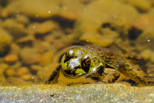 Nördlicher Grüner Frosch im Wasser — Stockfoto