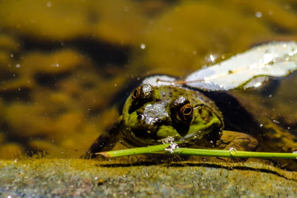 Nördlicher Grüner Frosch im Wasser — Stockfoto