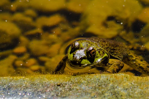 Noordelijke groene kikker in water — Stockfoto