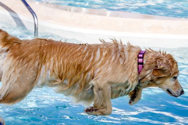 ortak havuzda köpekler