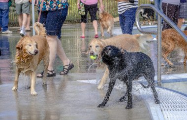 ortak havuzda köpekler