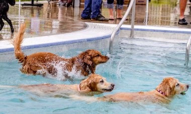 Dogs Swimming in Public Pool clipart