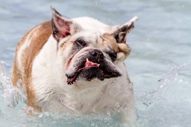 ortak havuzda köpekler