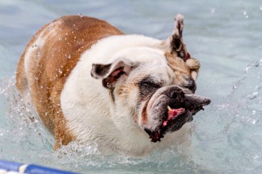ortak havuzda köpekler