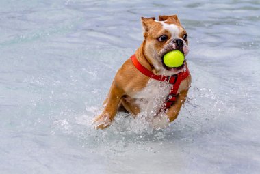 ortak havuzda köpekler