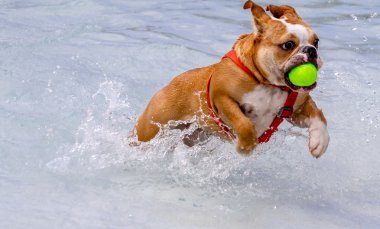 ortak havuzda köpekler