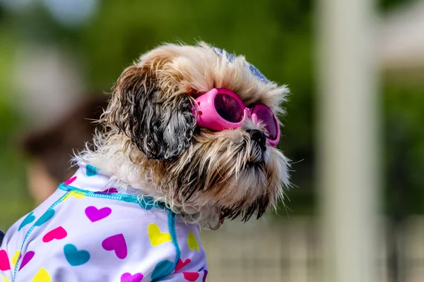 Honden in openbaar zwembad zwemmen — Stockfoto