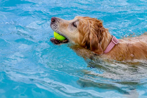 在公共游泳池游泳的狗 — 图库照片