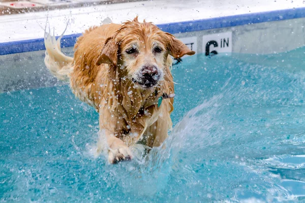 Hundar som simmar i offentlig pool — Stockfoto