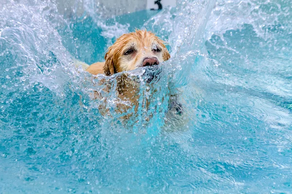 Hunde schwimmen im öffentlichen Schwimmbad — Stockfoto