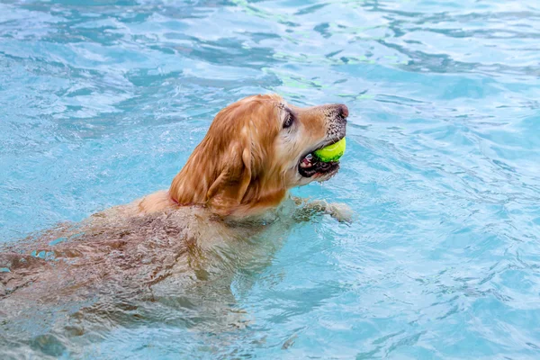 Psy publiczny basen — Zdjęcie stockowe