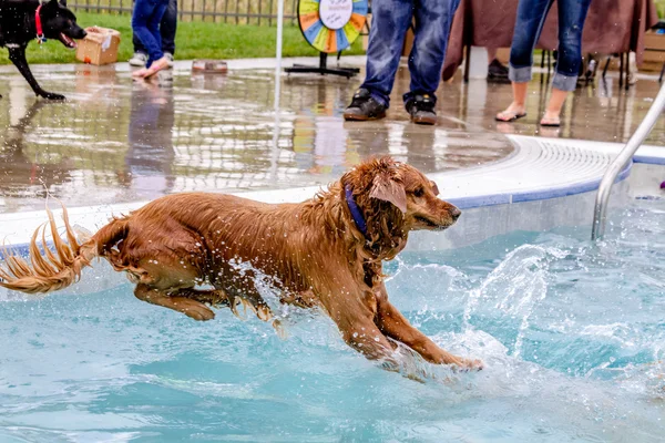 公共プールで泳いでいる犬 — ストック写真