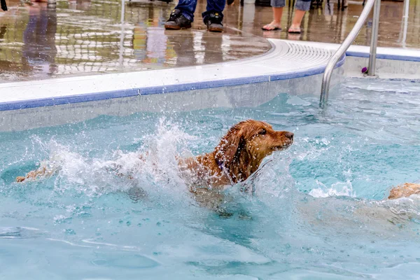 공공 수영장에서 수영 하는 개 — 스톡 사진