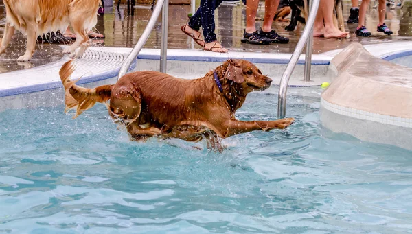 公共プールで泳いでいる犬 — ストック写真