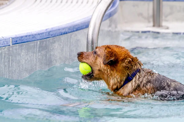 Psy publiczny basen — Zdjęcie stockowe