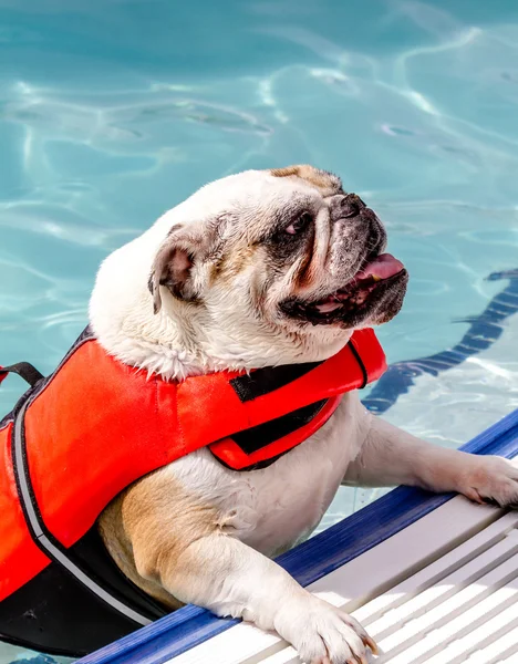 Psi, plavání v bazénu pro veřejnost — Stock fotografie