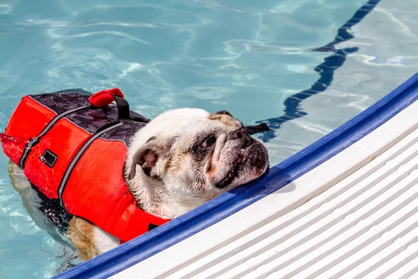 Hunde schwimmen im öffentlichen Schwimmbad — Stockfoto