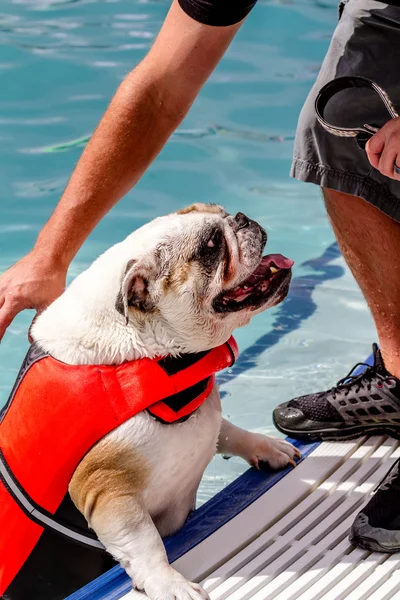 公共プールで泳いでいる犬 — ストック写真