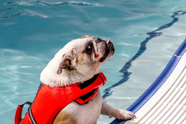 Honden in openbaar zwembad zwemmen — Stockfoto