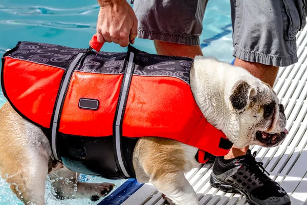 公共プールで泳いでいる犬 — ストック写真