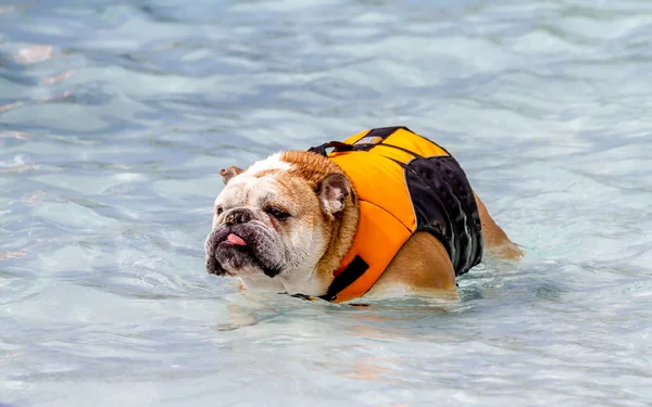 公共プールで泳いでいる犬 — ストック写真