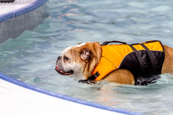 在公共游泳池游泳的狗 — 图库照片