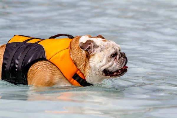 Hundar som simmar i offentlig pool — Stockfoto