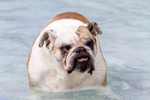 Perros nadando en piscina pública — Foto de Stock