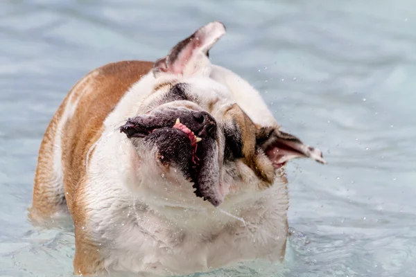 Honden in openbaar zwembad zwemmen — Stockfoto