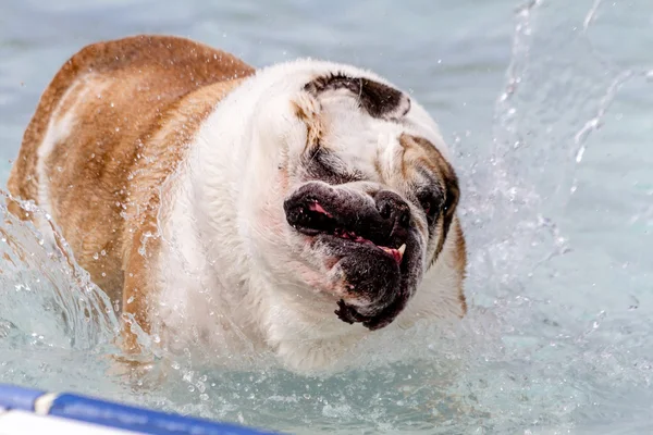 公共プールで泳いでいる犬 — ストック写真