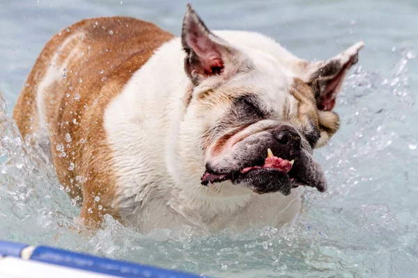 公共プールで泳いでいる犬 — ストック写真