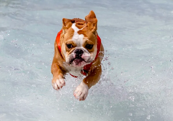 公共プールで泳いでいる犬 — ストック写真