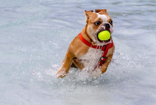 Ortak havuzda köpekler — Stok fotoğraf